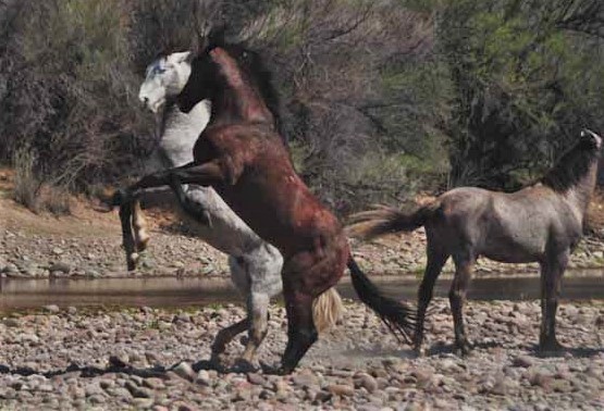 mustangs